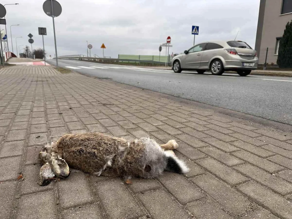 Martwe zwierzęta na drogach