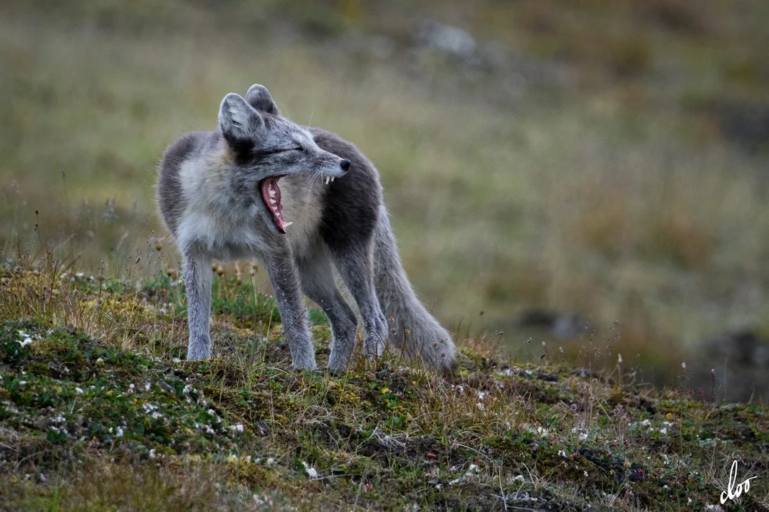 Wyprawa pleszewian na Spitsbergen