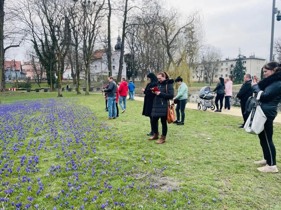 Tłumy w Parku Radlińskich w Jarocinie