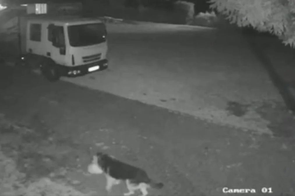 Ktoś zabił psa w Pleszewie? Mieszkanka ostrzega i pokazuje nagrania z kamer