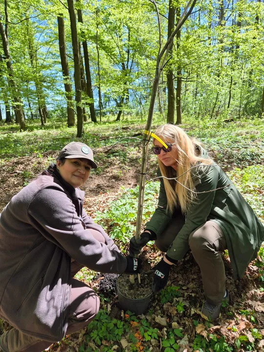 Posadzili ponad 15 tysięcy drzew. Duża akcja parku-arboretum Ośrodka Kultury Leśnej w Gołuchowie