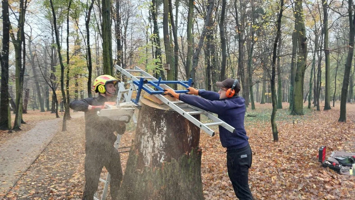 Zaznaczą ważne dla Jarocina daty na pniu dębu w parku Radolińskich