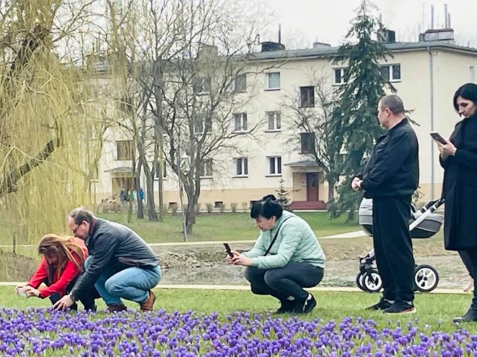 Tłumy w Parku Radlińskich w Jarocinie