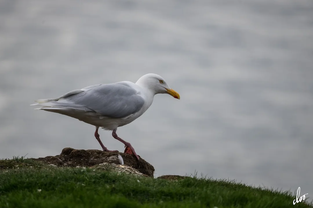 Wyprawa pleszewian na Spitsbergen