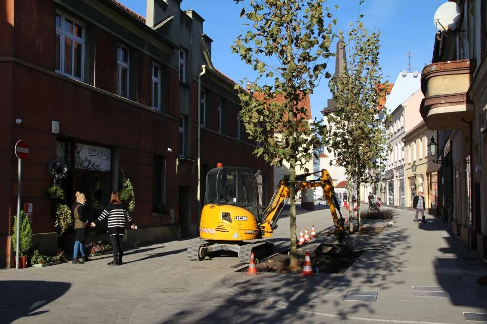 Nasadzenie zieleni w centrum Jarocina