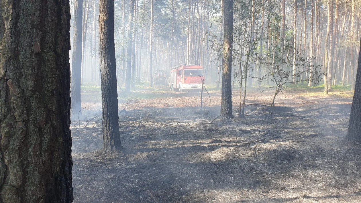W Nowolipsku zapalił się las [ZDJĘCIA] - Zdjęcie główne