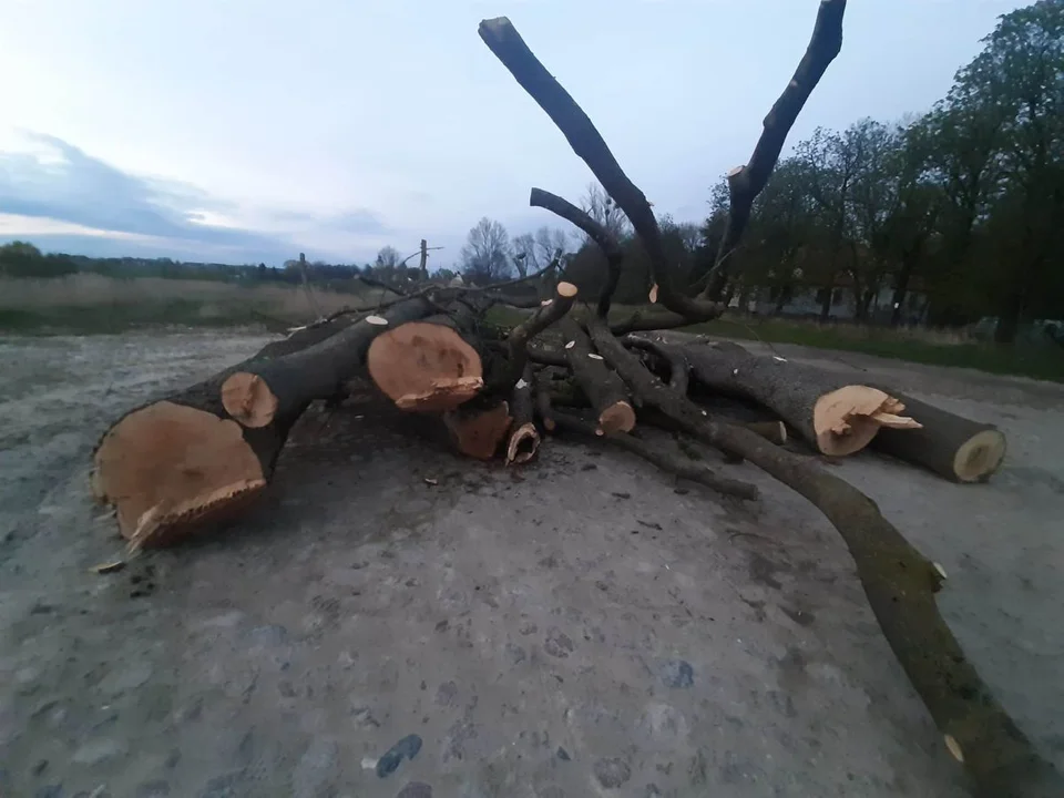 Wycięto ponad 20 drzew w Siedleminie