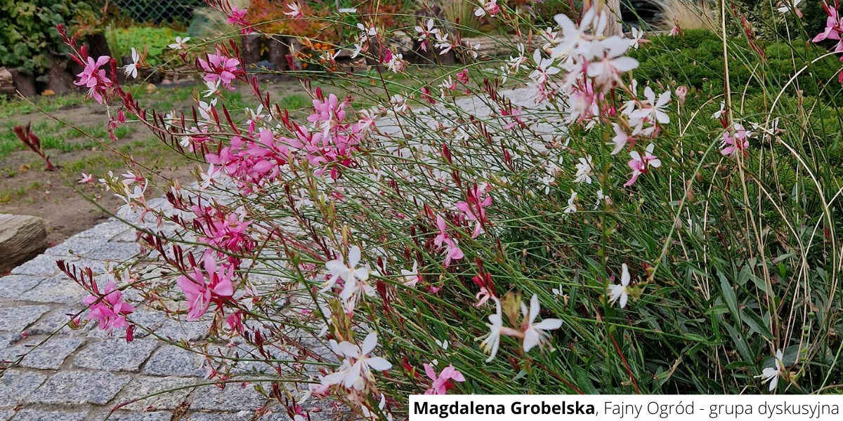 Gaura