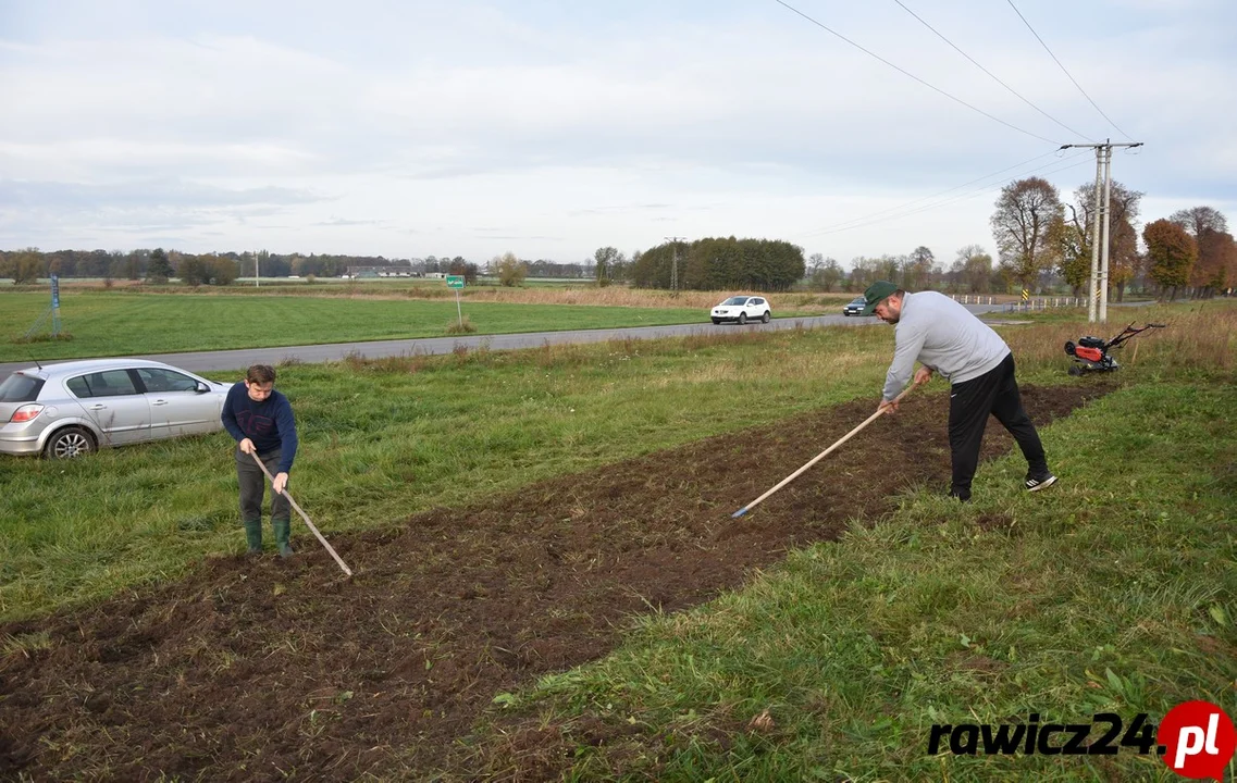 Sadzenie kwiatów Jutrosin 10.2022