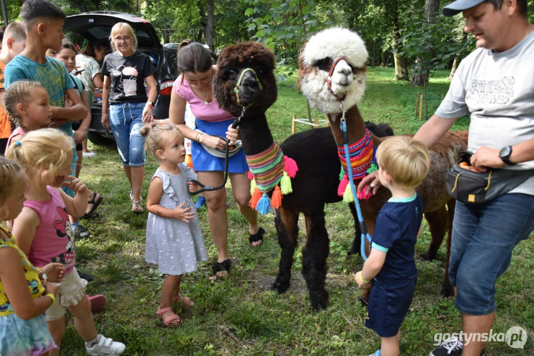 Rodzinny piknik w Pogorzeli - z alpakami i kamykami