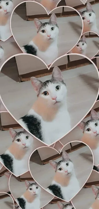 Światowy Dzień Kota