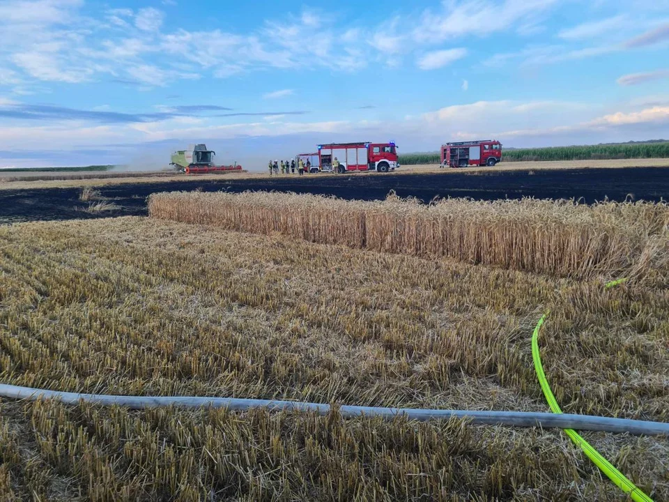 Pożar poszycia leśnego i zboża na pniu - Zdjęcie główne