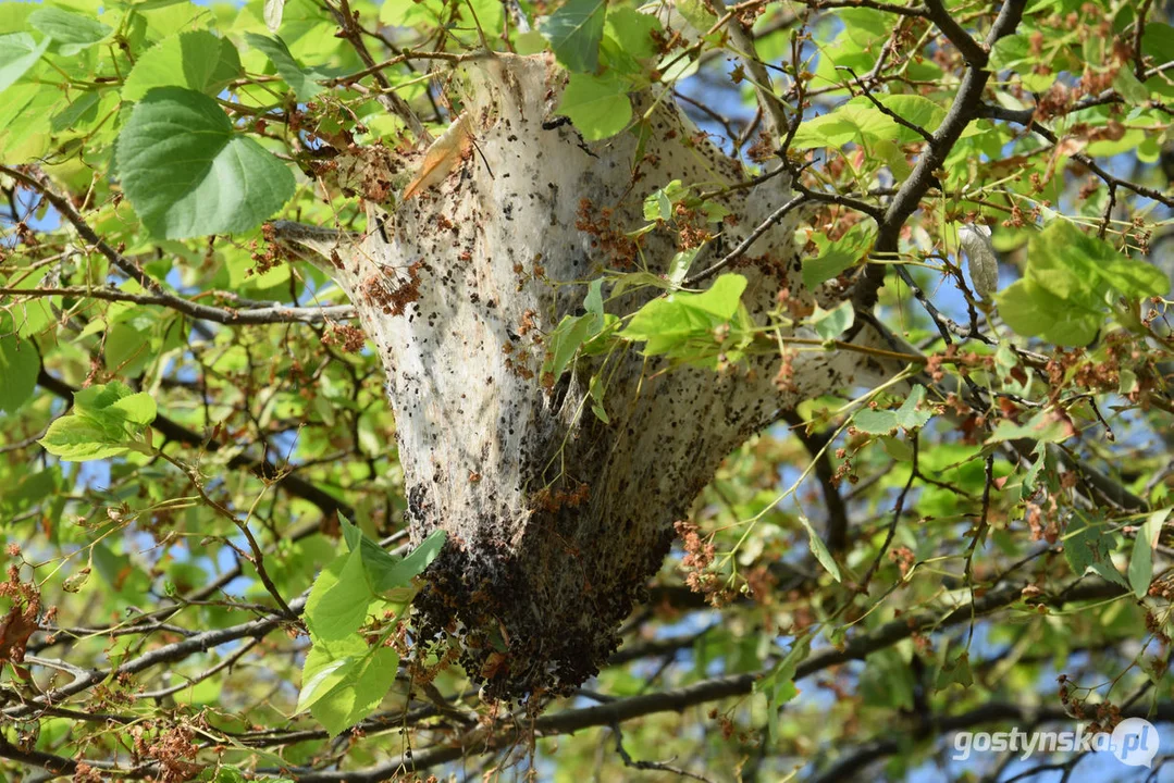 Kokony - oprzędy i gąsienice na lipach w Gostyniu