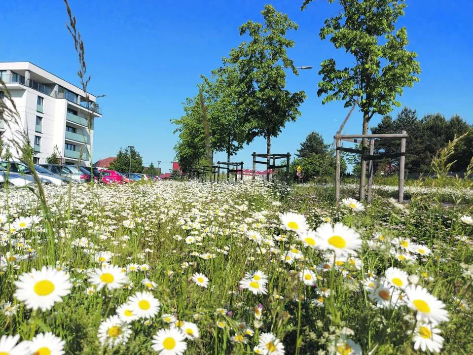 Nagroda Towarzystwa Urbanistów Polskich dla gminy Jarocin