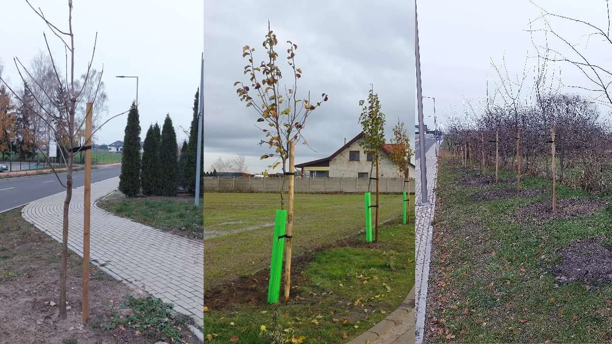 W gminie Krobia w 2023 roku nasadzono ponad 200 drzew. Cześć pieniędzy na zalesienia pochodziła z dofinansowań - Zdjęcie główne