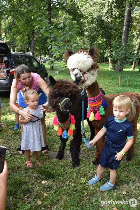 Rodzinny piknik w Pogorzeli - z alpakami i kamykami