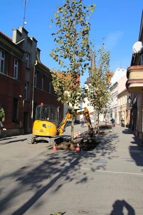 Nasadzenie zieleni w centrum Jarocina