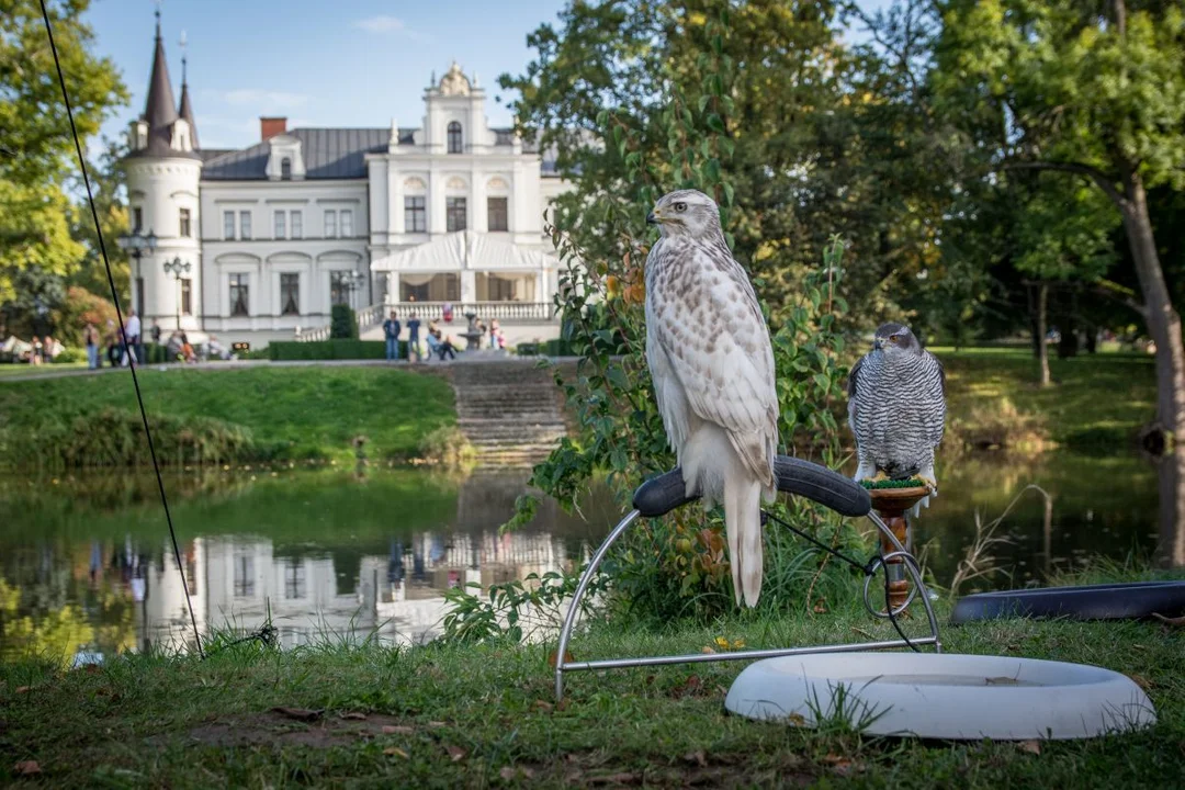 Festiwal Kultury Łowieckiej w 2022 roku odbędzie się w Jarocinie, zamiast w Tarcach