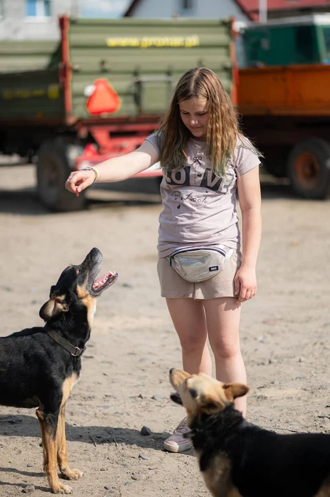 Zwierzęta w przytulisku dla psów w Krobia