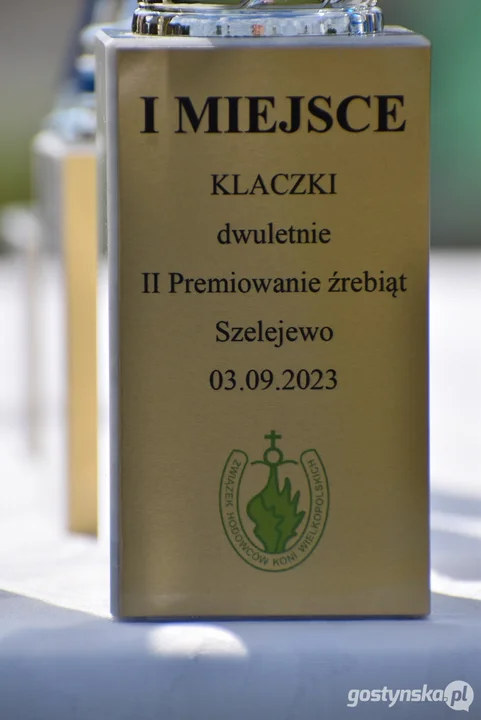 II premiowanie źrebiąt i wystawa koni w Szelejewie