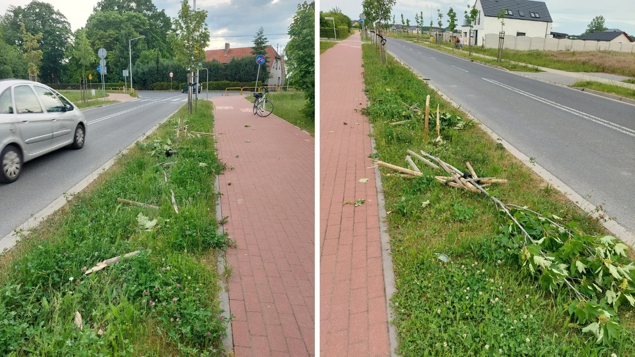 Krotoszyn. Zniszczono drzewa przy ulicy Jasnej. Urzędnicy szukają sprawcy. Proszą o pomoc - Zdjęcie główne