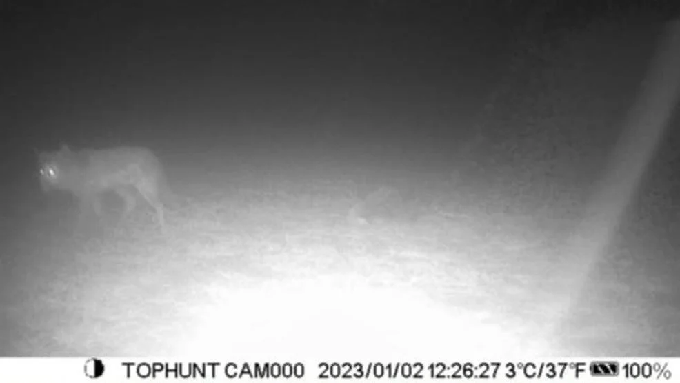 Wilk uchwycony w Golinie pod Jarocinem