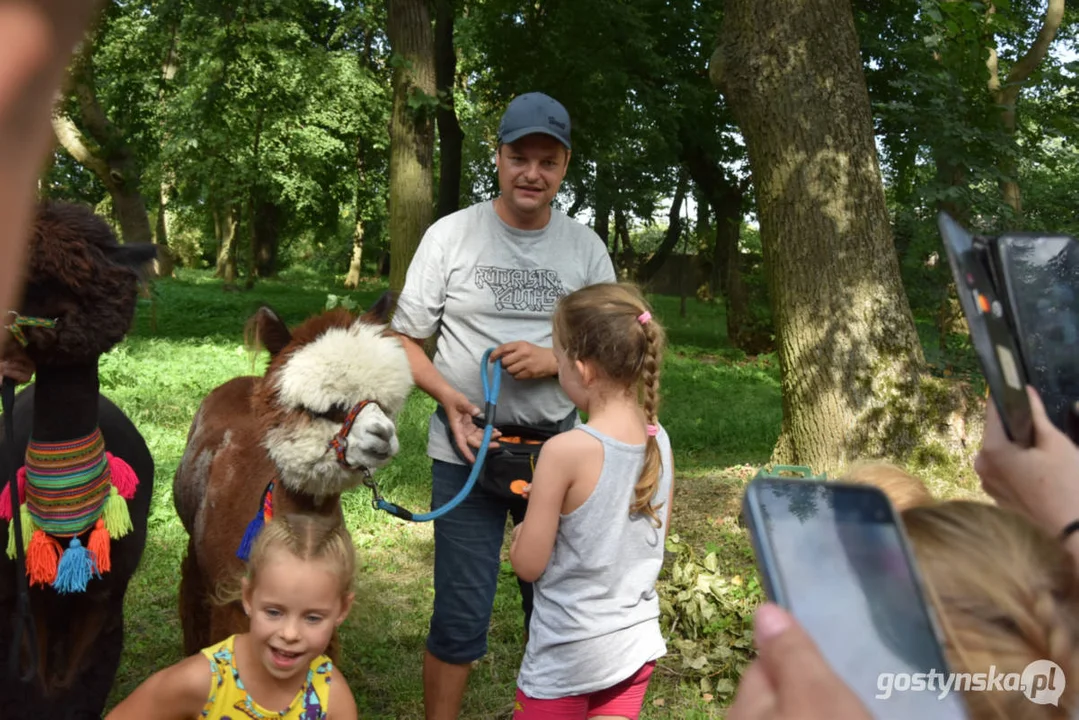 Rodzinny piknik w Pogorzeli - z alpakami i kamykami