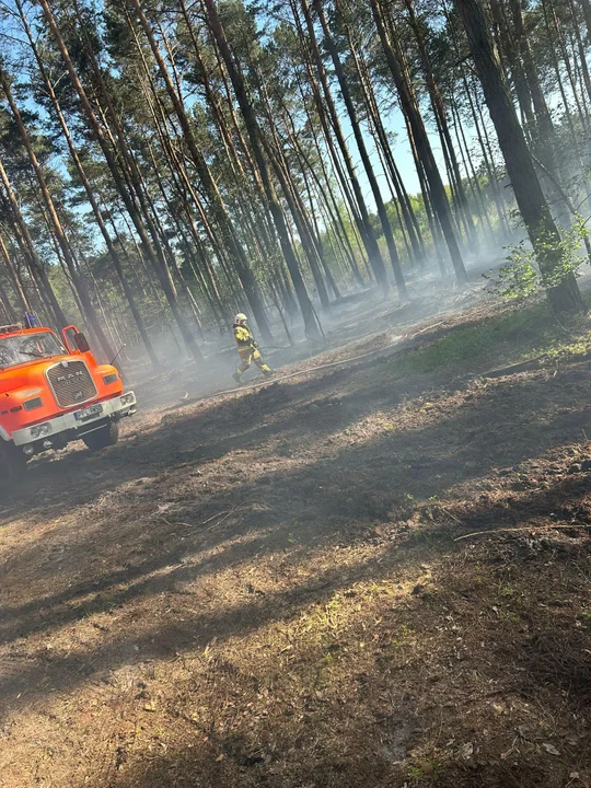 Gasili pożar lasu w Nowolipsku