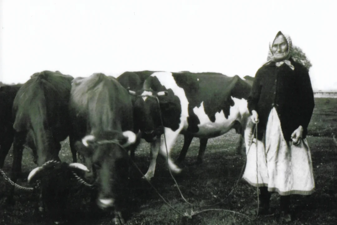 Wiktoria Matysiak z krowami