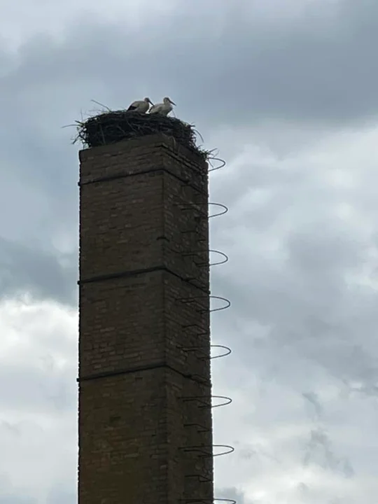 Bociany w powiecie gostyńskim zwiastują wiosnę