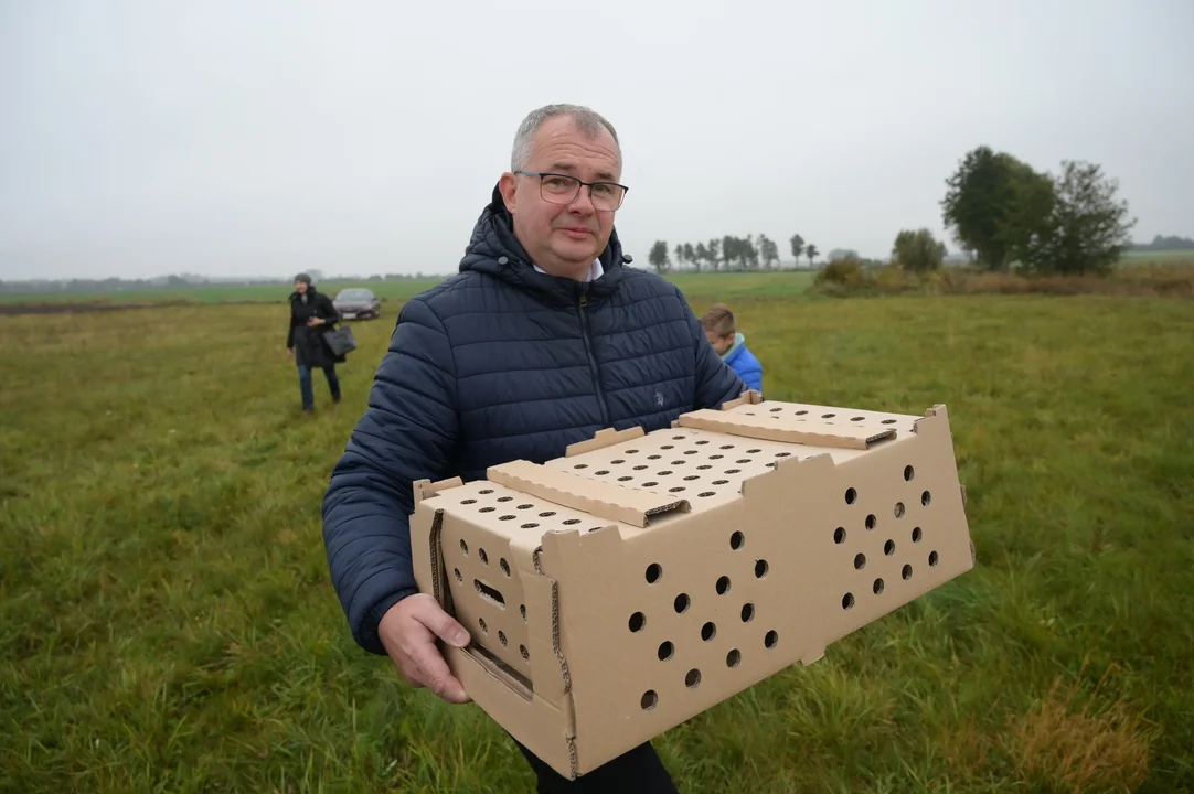 Wypuszczenie kuropatw w powiecie pleszewskim