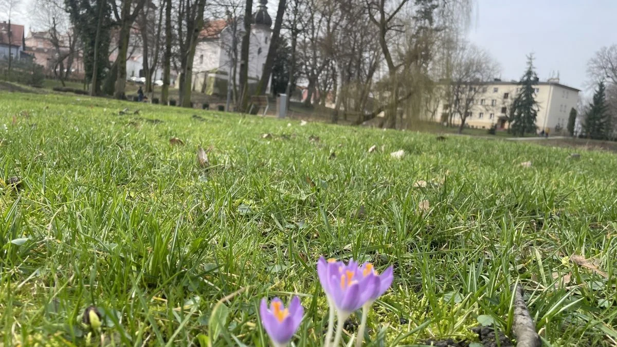 Nie ma krokusów na polanie przy Skarbczyku