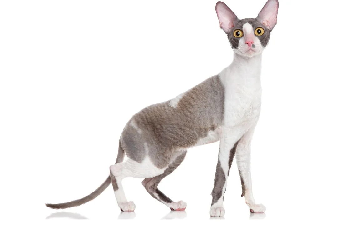 Cornish Rex