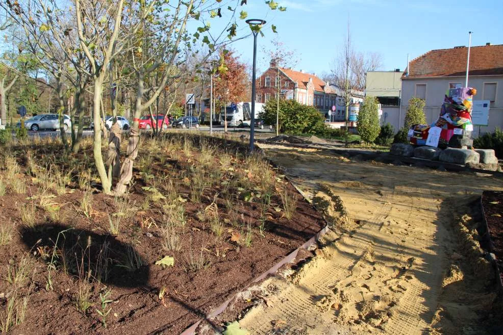 Nasadzenie zieleni w centrum Jarocina