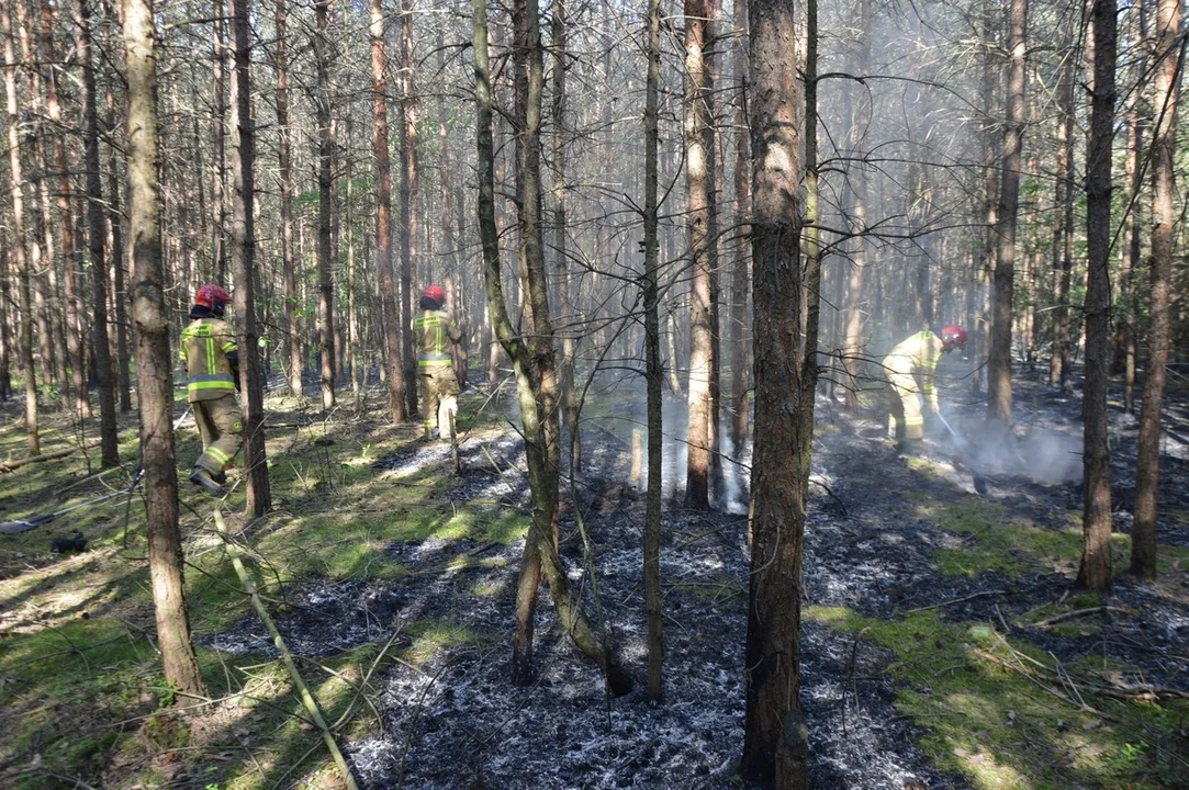 Pożar w lesie pod Rawiczem