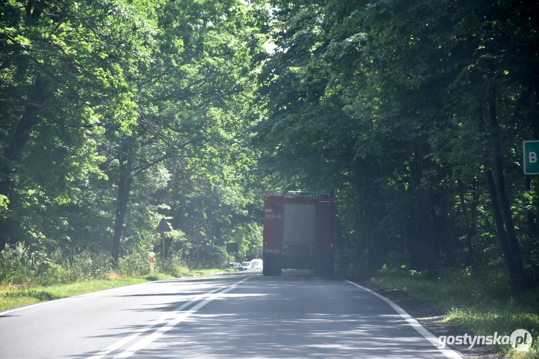 Pożar lasu na granicy powiatu gostyńskiego