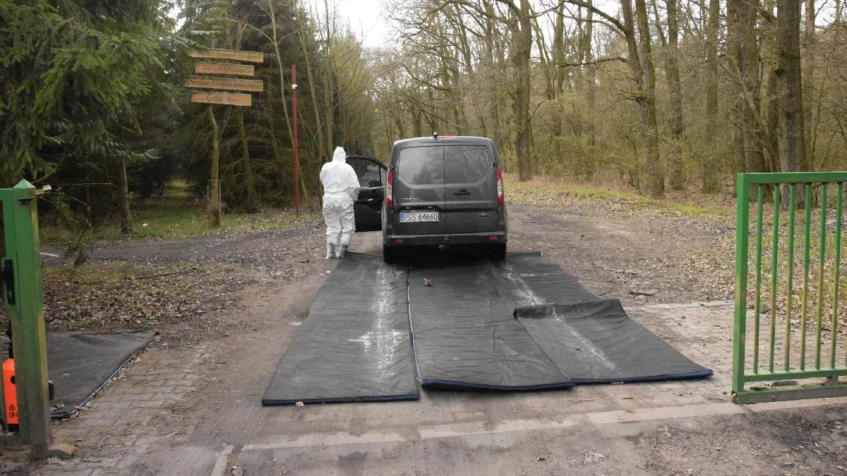 Pierwszy przypadek ND w regionie. Trwa likwidacja zakażonego stada - Zdjęcie główne