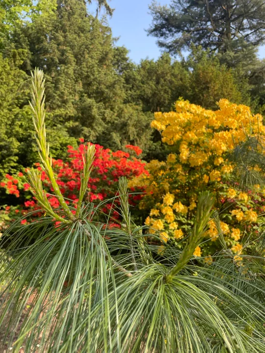 Arboretum Kórnickie