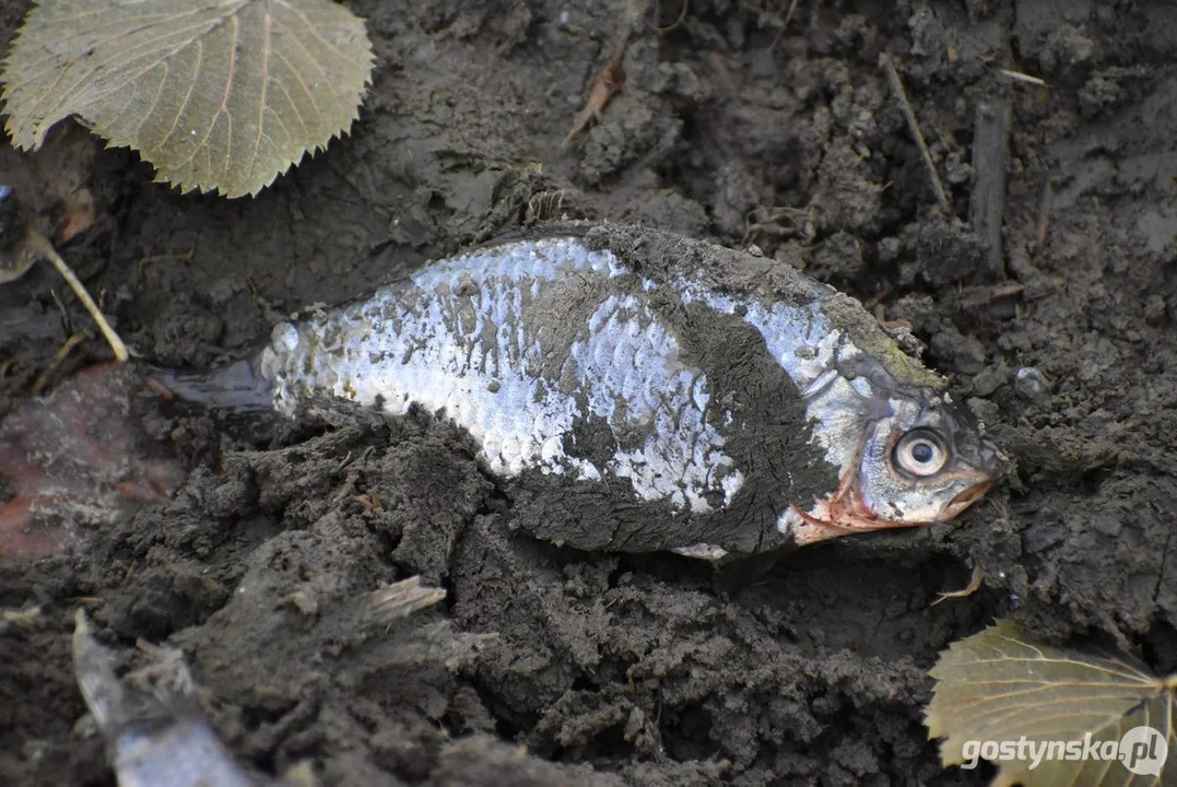 Właściciel posprzątał martwe ryby ze stawu w Żytowiecku. Kto winny całe sytuacji?