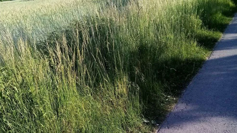 Zarośnięte pobocza przy drogach w powiecie jarocińskim