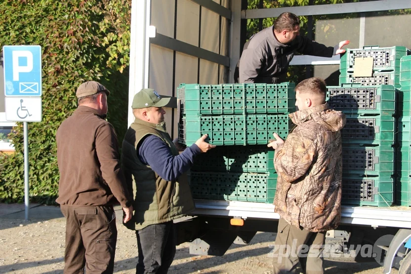 Wypuścili kuropatwy na terenie powiatu pleszewskiego