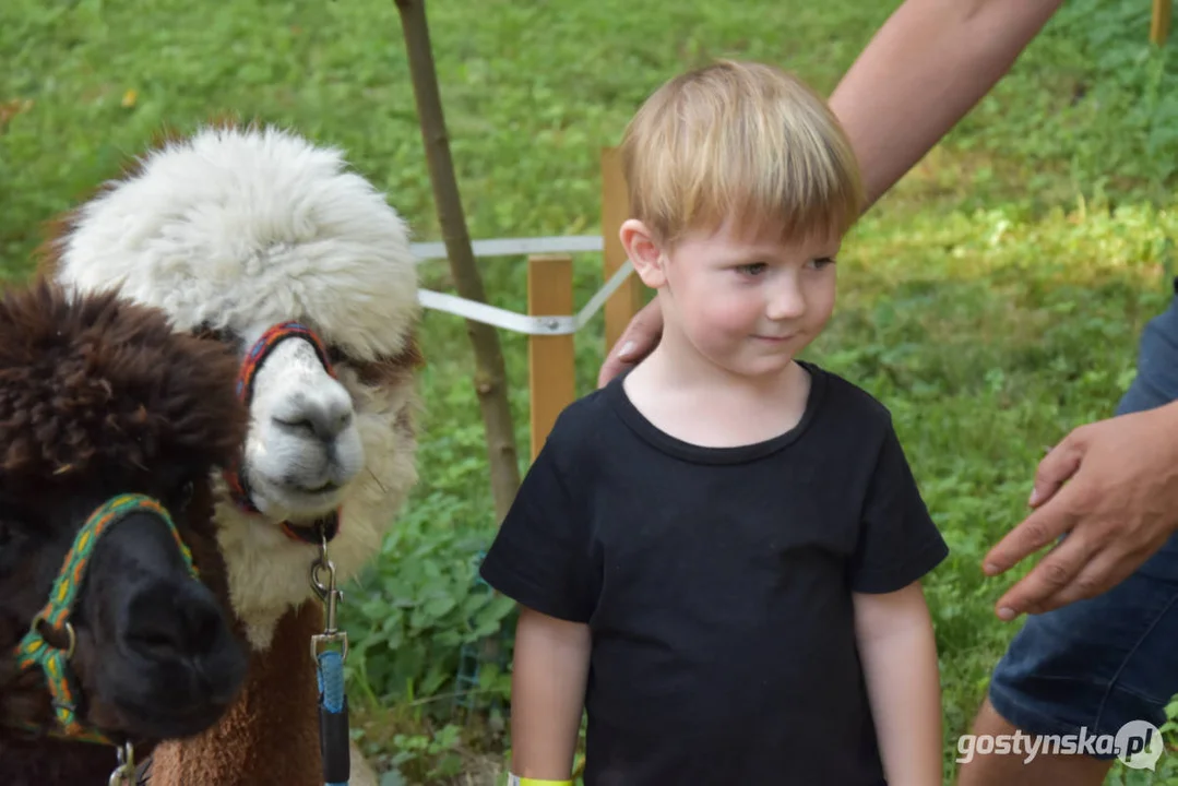 Rodzinny piknik w Pogorzeli - z alpakami i kamykami