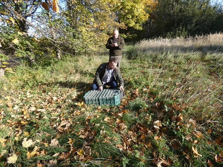 Wypuścili kuropatwy na terenie powiatu pleszewskiego