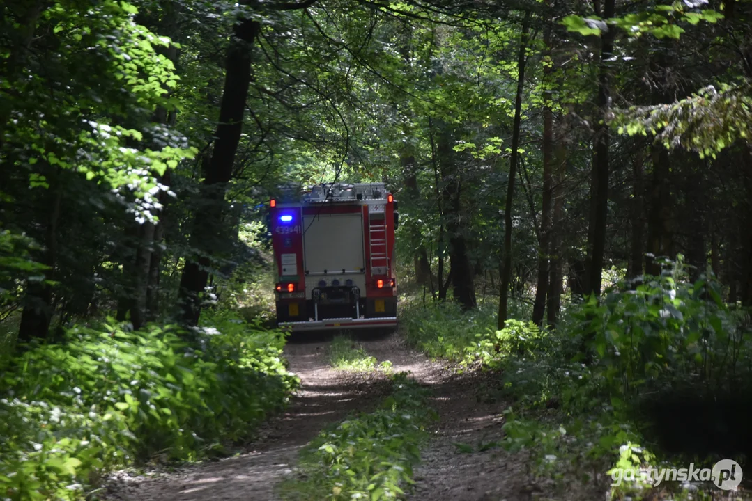 Pożar w podgostyńskim lesie