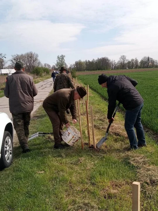 Akcja sadzenia drzew w gminie Krotoszyn