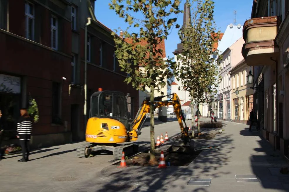 Nasadzenie zieleni w centrum Jarocina
