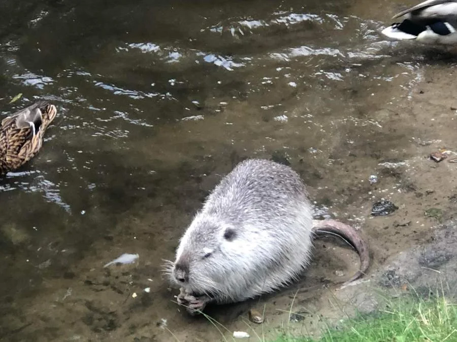 Nutria spaceruje po centrum Jarocina