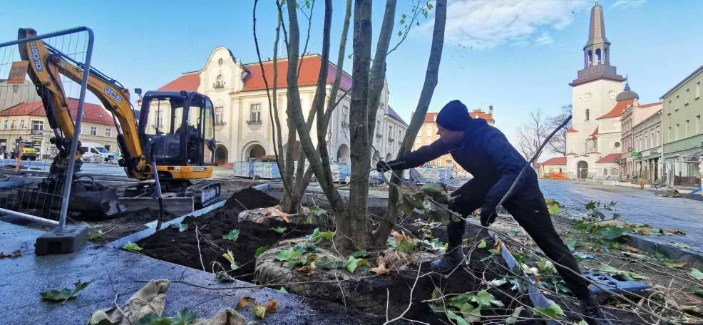 Sadzenie drzew na rynku w Jarocinie