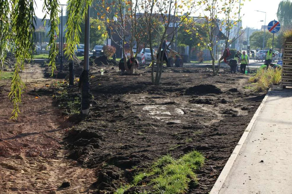 Nasadzenie zieleni w centrum Jarocina