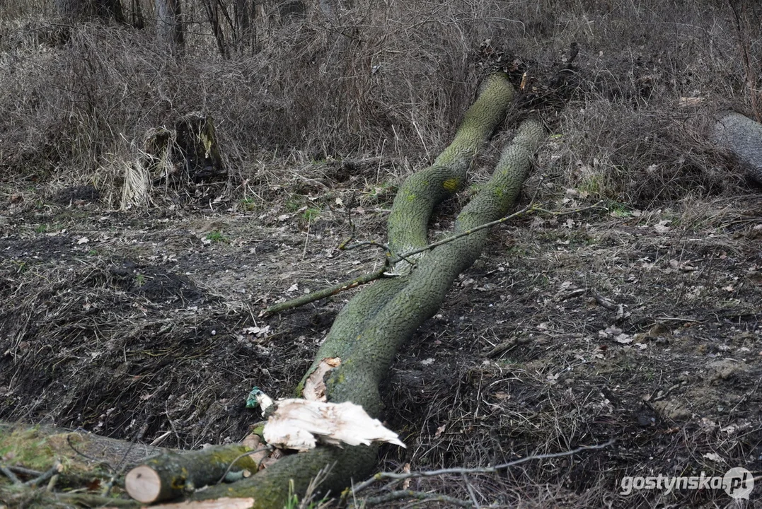 Zderzenie szynobusu relacji Ostrów Wlkp. - Leszno z drzewem